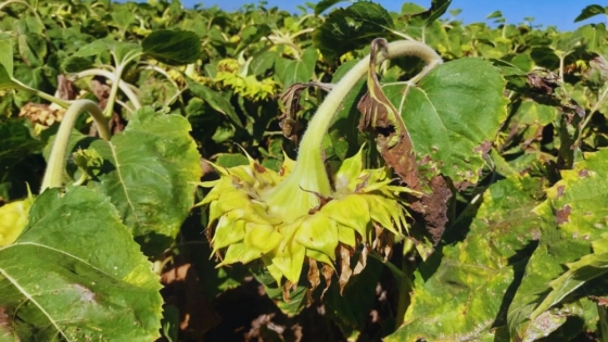 Nueva aplicación para monitorear el riesgo de cancro del tallo en girasol