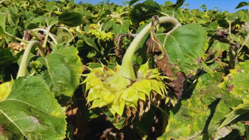 Nueva aplicación para monitorear el riesgo de cancro del tallo en girasol