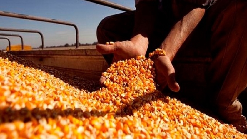 Los dólares ingresados por exportaciones de maíz entre marzo y abril son récord histórico