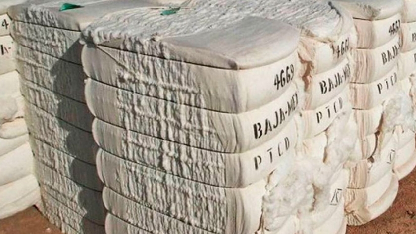 La recuperación del precio del algodón abre expectativas