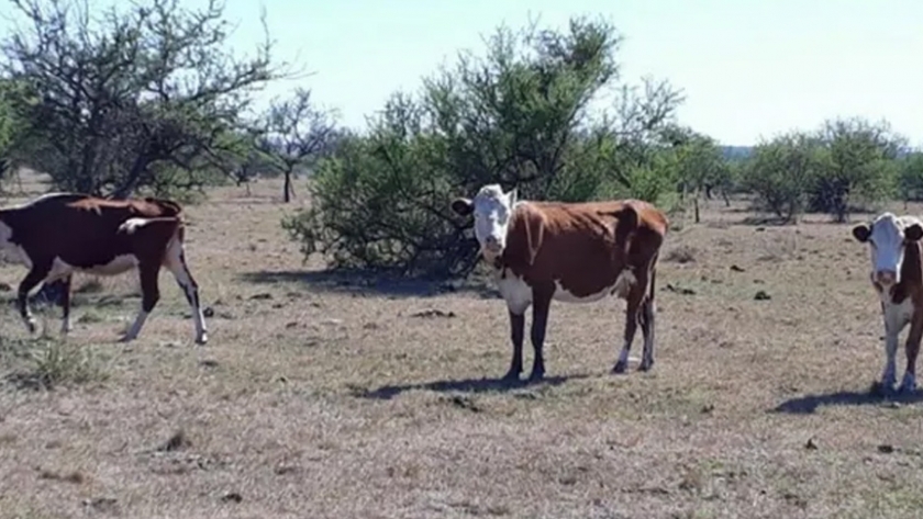 Agricultura declara la emergencia agropecuaria en la provincia de Santiago del Estero