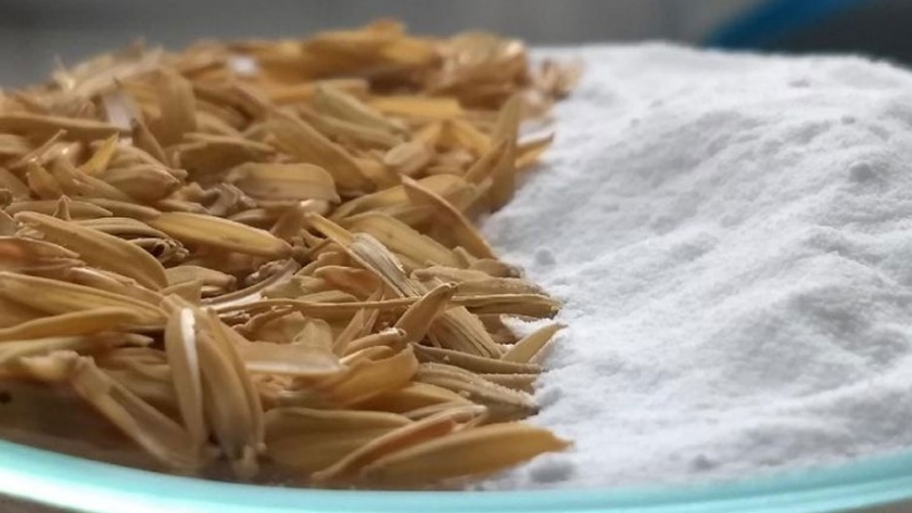 Obtienen un mineral a través de los residuos del arroz