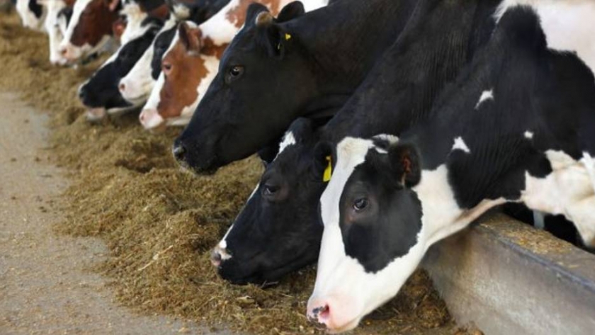Forrajeras: aprovechar las condiciones óptimas para la fertilización