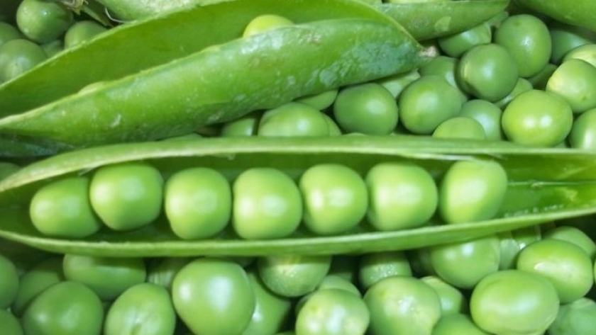 El potencial de las arvejas como complemento forrajero