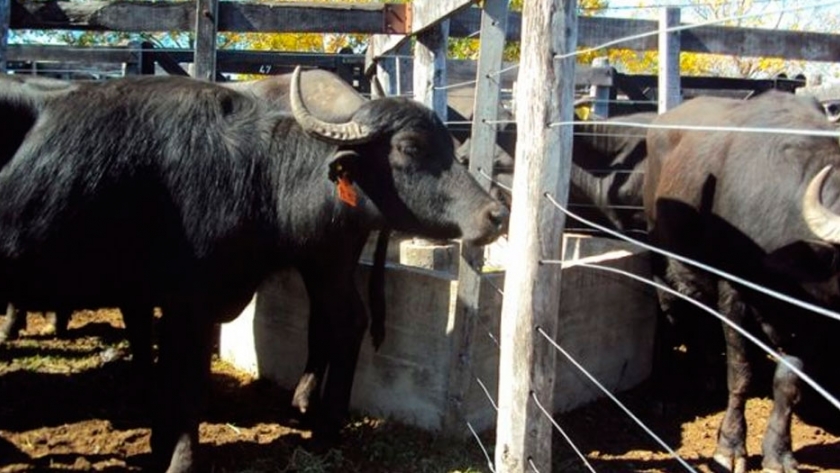 Reportan un virus de búfalos que contagia a las vacas