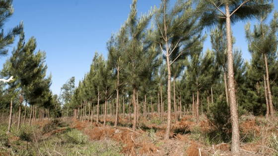 Argentina suma 49.000 hectáreas de pinos y eucaliptus en un año y medio