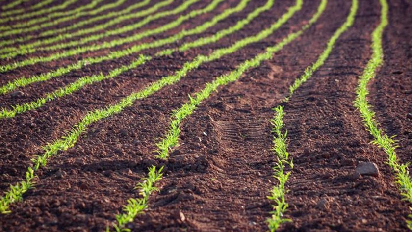 Por qué la agricultura mundial necesita una revolución del suelo y cómo pueden ayudar los minoristas
