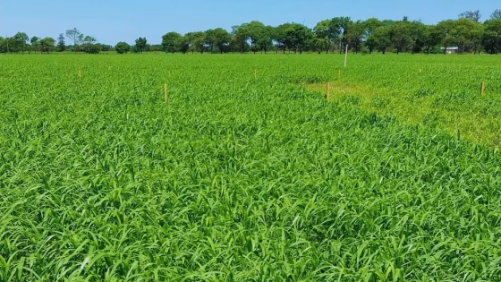 Exploran el futuro de la moha como forrajera clave en el norte argentino