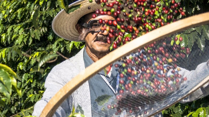 El café de oro peruano que apunta con ambición a conquistar el mercado colombiano