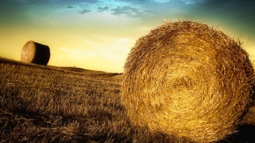 Forrajes conservados y producción de leche