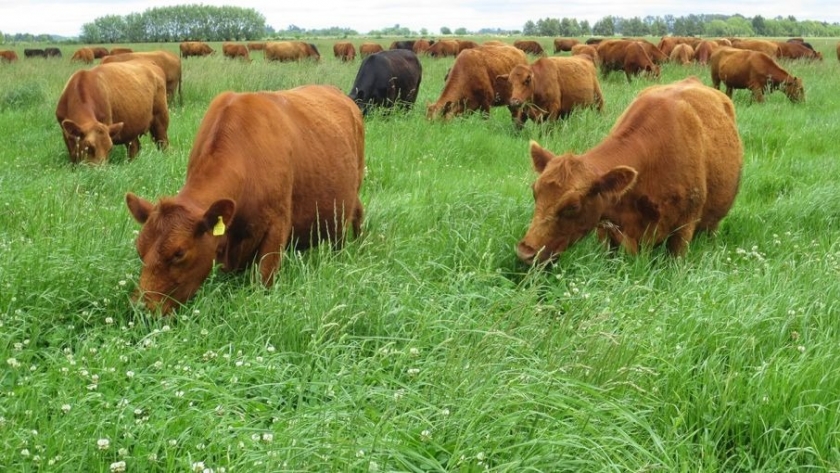 Fertilización de pasturas: mayor productividad y calidad