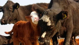 La cría bovina sigue perdiendo margen