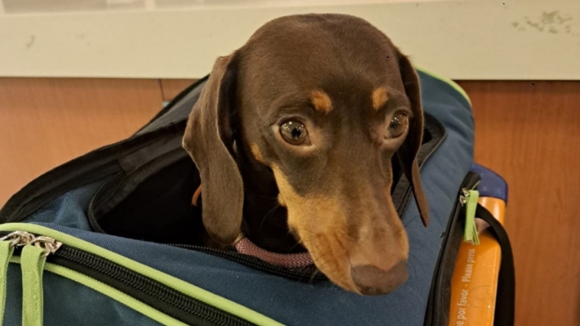 Mascotas: Se refuerza el sistema de atención al usuario para viajar al exterior