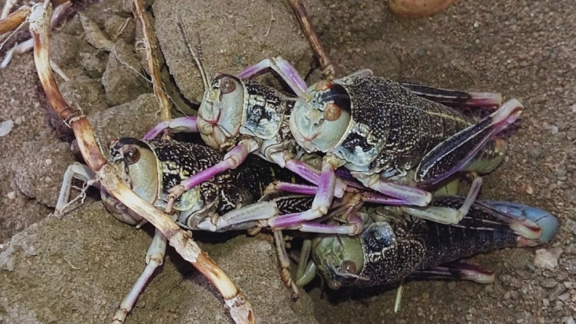 Analizan el uso de insectos como alimento balanceado