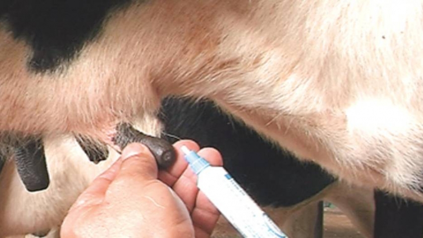 Mastitis, la amenaza de la cadena láctea  