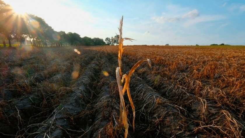 Almacenar carbono en los suelos para mitigar el cambio climático