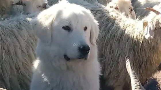Perros protectores: la herramienta que impulsa el INTA para reducir la depredación del ganado