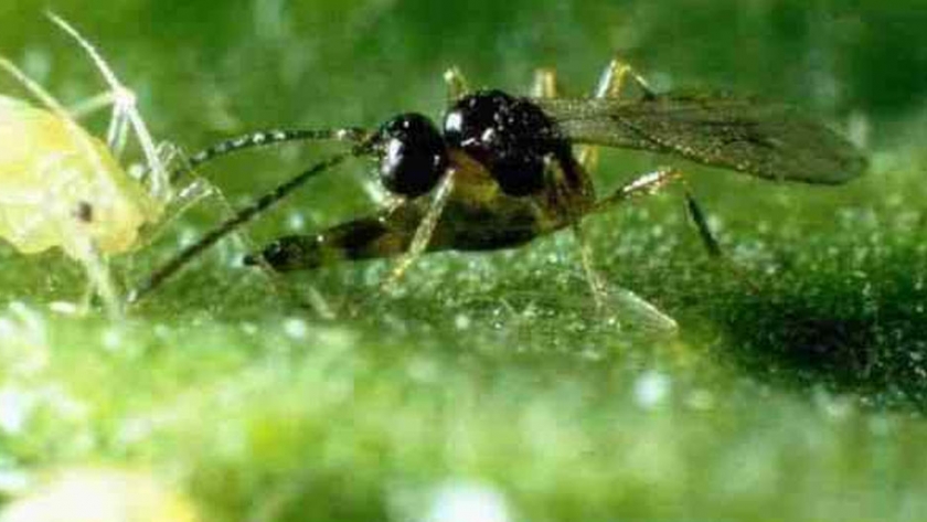 Biólogos descubren una nueva especie de avispa parasitoide en el Perú