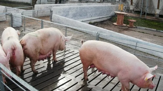 <Autorizan una vacuna que mejora los parámetros productivos en porcinos