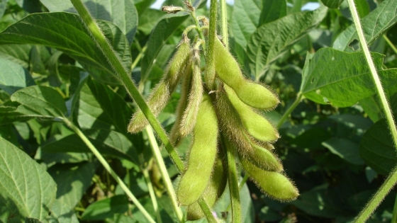 Nueva biotecnología para la soja promete un salto en el control de malezas y plagas