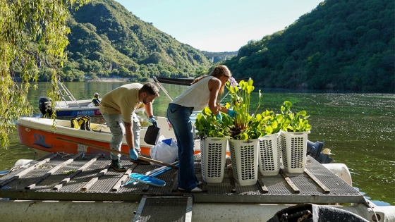 San Roque más limpio: Ambiente lanza un plan piloto de fitorremediación para sanear sus aguas