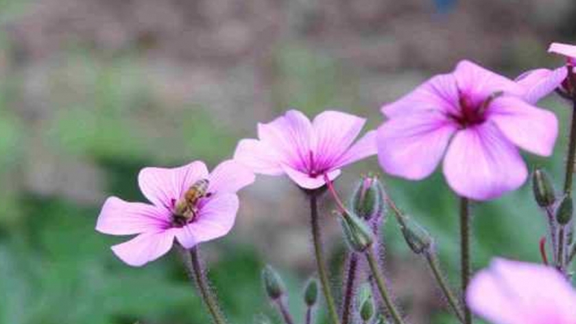 En busca de los aromas de la flor del palto