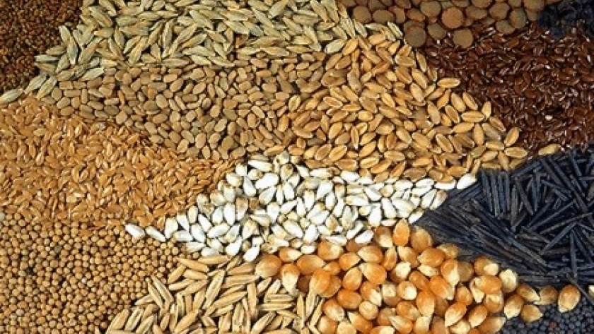 Ley de Semillas: la posible adhesión a UPOV 91 divide al campo y reabre la discusión por el uso propio