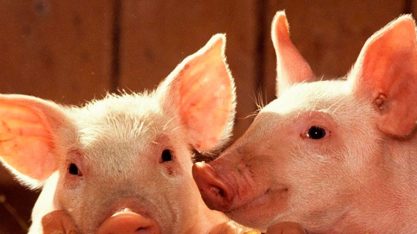 Del corral al mostrador: productores porcinos avanzan en la cadena