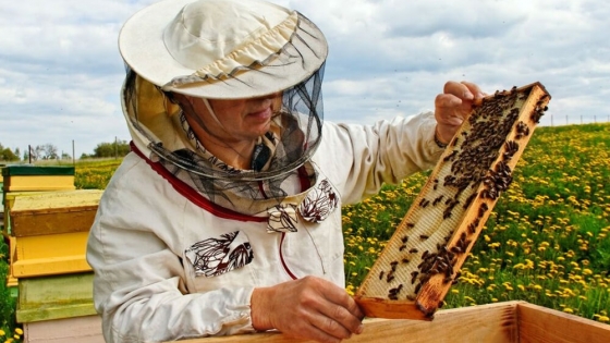 La apicultura, una actividad en la que alertan estar “70 kilos por debajo” de lo necesario para no producir a pérdida