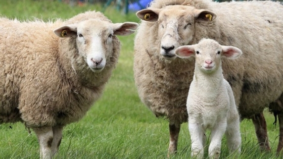 Santa Fe presentó un proyecto de cría de ganado ovino en el sur provincial
