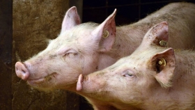La peste porcina en Alemania podría abrir una puerta para la Argentina