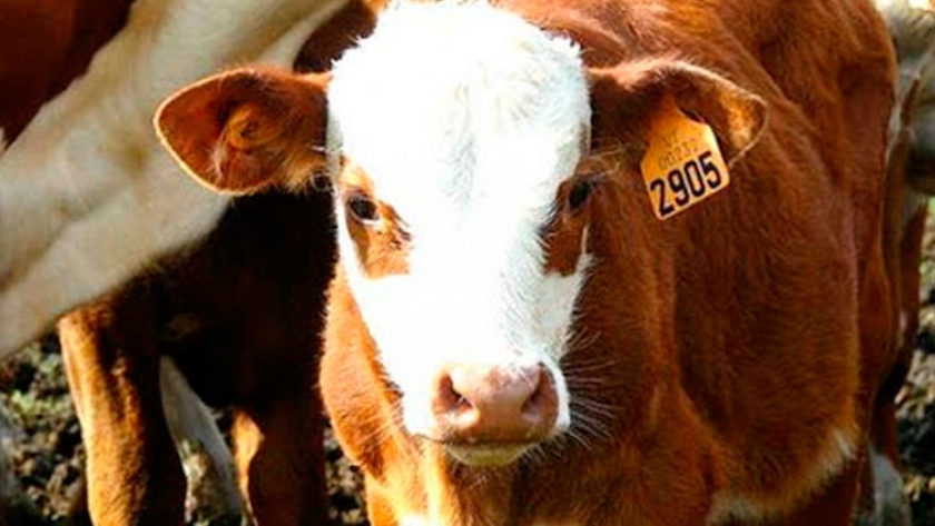 ID electrónica, identificación electrónica de animales