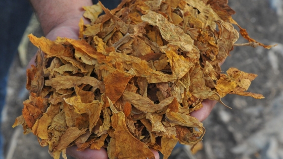 Agricultura aprobó el listado de empresas para exportar tabaco en rama a EE.UU
