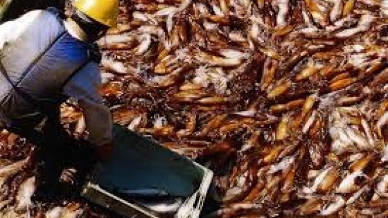 Las exportaciones pesqueras crecieron casi 23% y ya superan los USD 1.000 millones en 2026