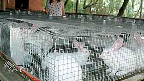 Productores buscan agregar valor a la cría de conejos