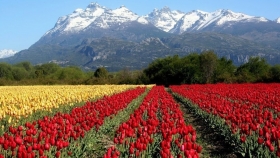 Tulipanes Patagonia, la empresa que con sus flores viste de colores al campo