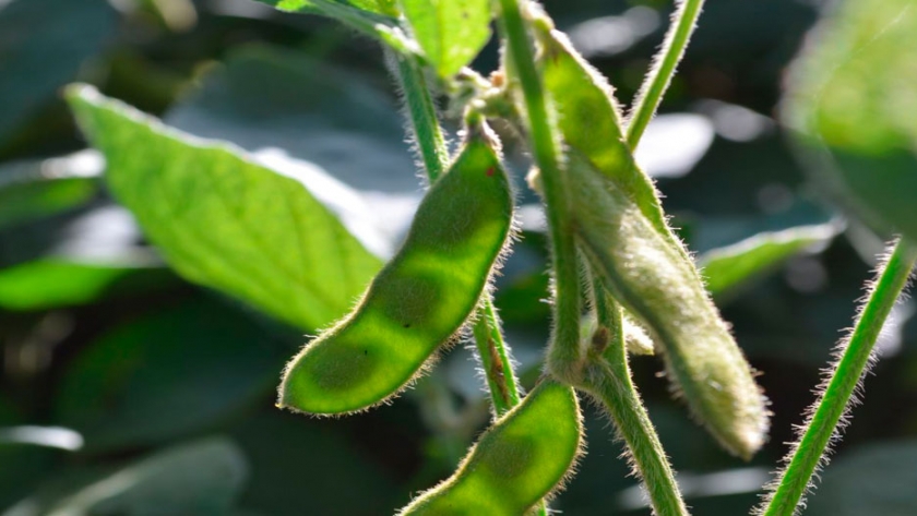 La última generación en herbicidas pre emergentes inteligentes