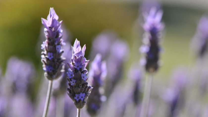 Huerta: prevenir plagas con aromáticas y flores