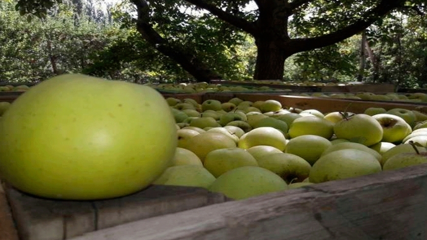 Progresan en bioinsecticidas para combatir la plaga principal de peras y manzanas