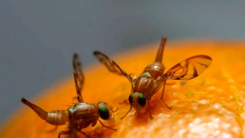 Controlar la mosca con más moscas: el método mendocino para salvar la producción