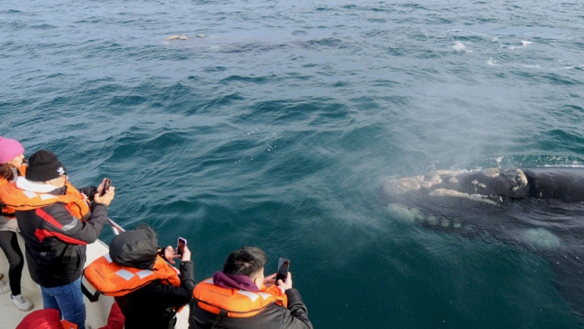 El Gobierno del Chubut anunció el lanzamiento de la Temporada de Ballenas 2023