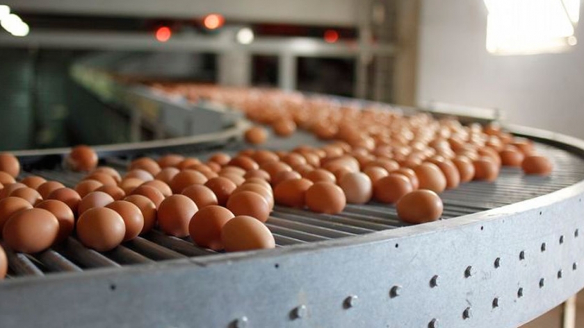 Crisis en el sector avícola pese a la mayor venta de huevos
