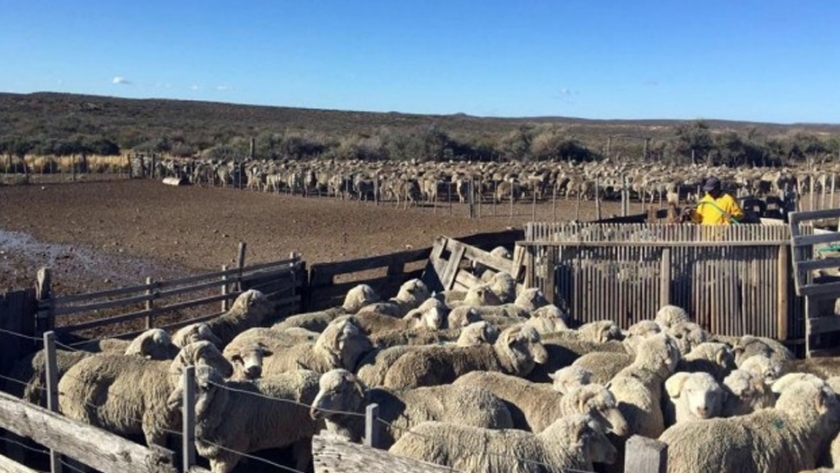 La encuesta pecuaria online continúa hasta el 30 de noviembre