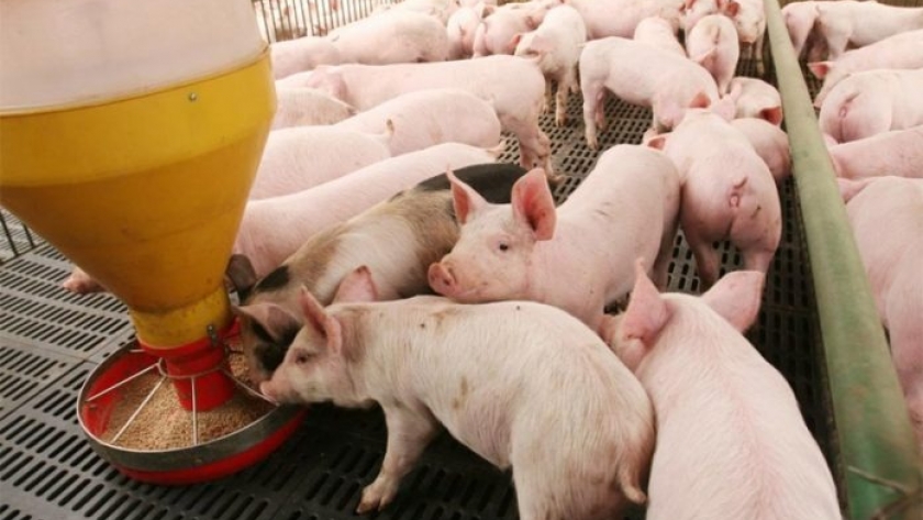 El USDA estima que China importará más carne vacuna durante el 2021
