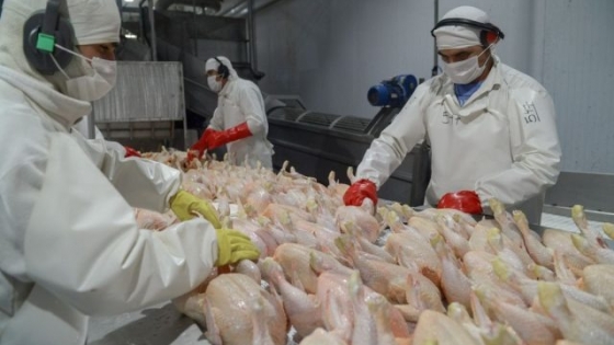 <Reino Unido reabre su mercado a productos avícolas argentinos