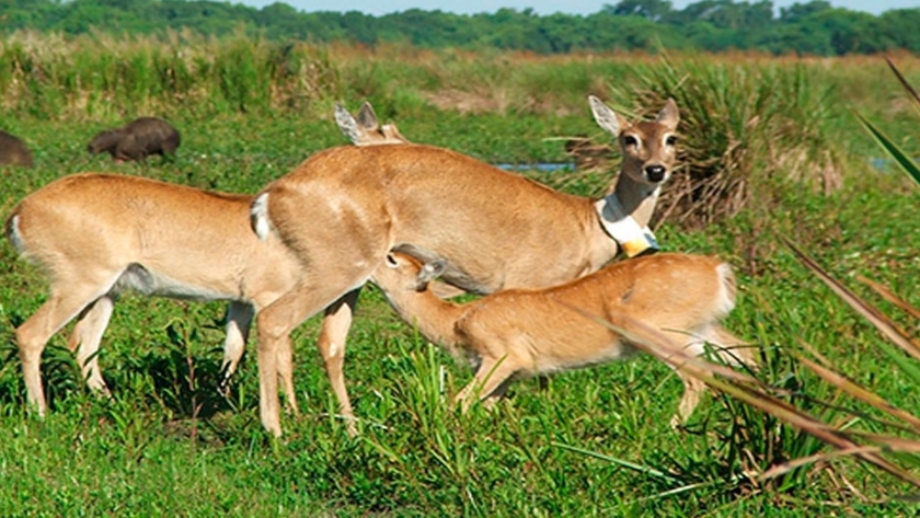 Biodiversidad en el Parque Nacional Iberá