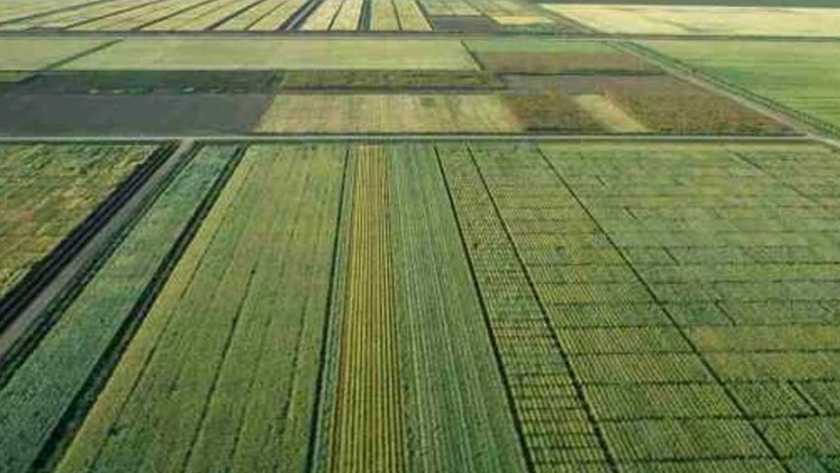 Estas son las variedades mejoradas de trigo más resistentes al calor