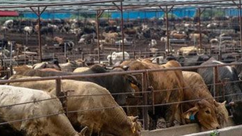 México tiene en marcha planes contra el uso de clembuterol en la ganadería de vacuno