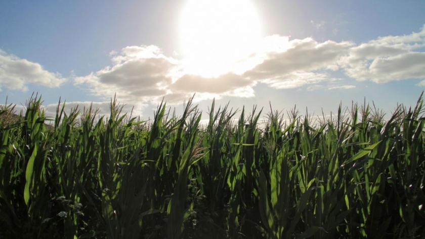Hacia un Equilibrio Sostenible: La Convivencia Armoniosa de los Sistemas Productivos en la Agricultura