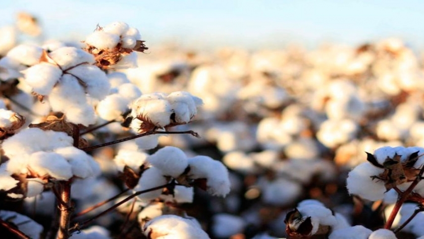 Afecta a la producción de algodón el corte de la cadena de pagos